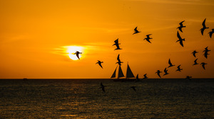 Bird Flight Sailboat Sea Seascape Silhouette Sunset 5896x3936 Wallpaper