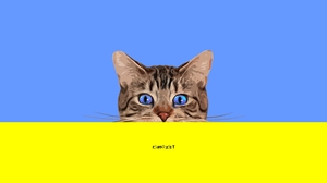Kitten Simple Minimalist Blue Eyes 2926x1951 Wallpaper
