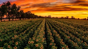 Field Outdoors Agro Plants Plants Flowers Sunlight Sunflowers Yellow Flowers 2048x1152 Wallpaper