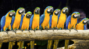 Bird Blue And Yellow Macaw Macaw 2048x1112 Wallpaper