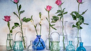 Blue Colors Flower Jar Rose Still Life Vase 2560x1761 Wallpaper