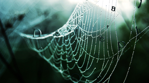 Spider Webs Symbols Water Drops Dew Nature Spiderwebs 1440x900 Wallpaper