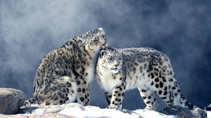 Big Cat Snow Leopard Wildlife Winter 2000x1325 Wallpaper
