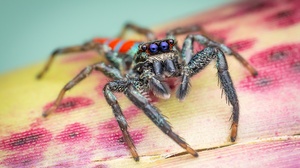 Arachnid Macro Spider 2048x1367 Wallpaper