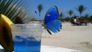 Ai Art Drink Beach Butterfly Blue Insect Butterfly Wings Leaves Palm Trees Fruit Blurred 4579x2616 Wallpaper