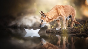 Water Reflection Dog Baby Animal Paper Boat 2048x1365 Wallpaper