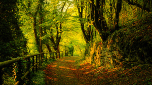 Forest Foliage Wood Fence Rock Wall Pathway Greenery Trees Leaves Vibrant 2560x1440 Wallpaper