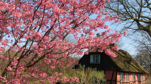 Earth Tree Blossom Spring Pink Flower 1600x1200 Wallpaper