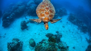 Sea Life Turtle Underwater 2000x1335 Wallpaper