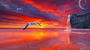 Flight Reflection Seagull Sunset 1920x1200 Wallpaper