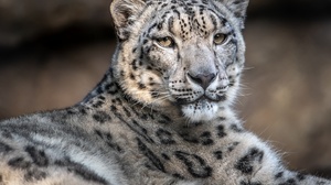 Big Cat Snow Leopard Wildlife Predator Animal 2048x1365 Wallpaper