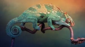 Animal Chameleon 2560x1600 Wallpaper