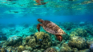 Sea Life Turtle Underwater 2560x1920 Wallpaper