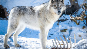 Wolf Animals Nature Winter Snow Mammals Ribs Outdoors 3840x2560 Wallpaper