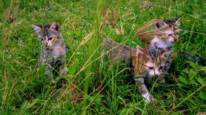 Green Wild Cat Grass Animals Cats Leaves Kittens 4000x1714 Wallpaper