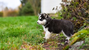 Baby Animal Dog Husky Pet Puppy Siberian Husky 3840x2160 Wallpaper