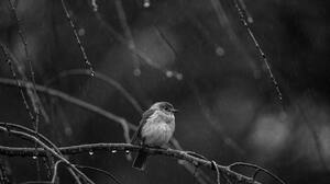 Branch Monochrome Water Drops Birds Rain Nature Animals 5472x3648 wallpaper
