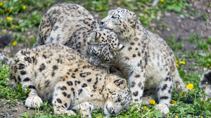 Animal Snow Leopard 4797x3087 Wallpaper
