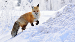 Animal Red Fox Fox Snow Winter 2996x2000 Wallpaper