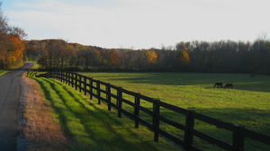 Landscape Horse Trees Fall Road Fence Grass 3072x2304 Wallpaper