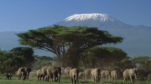 Animals Elephant Mountains Kenya Trees 1600x1200 Wallpaper