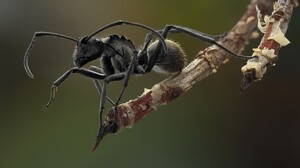 Nature Macro Insect Legs Hair Depth Of Field Branch Ants Simple Background 3000x2000 wallpaper