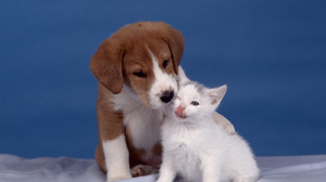 Animal Baby Animal Cute Kiss Kitten Love Puppy 1600x1200 Wallpaper