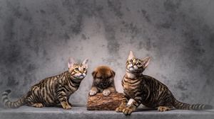 Animal Cat Amp Dog 2000x1237 wallpaper