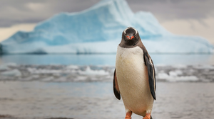 Penguins Iceberg Nature Looking At Viewer Snow Ice Ocean View Animals Landscape Birds Water Cold Roc 4139x2991 Wallpaper