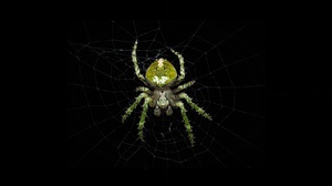 Animal Spider 2880x1620 Wallpaper