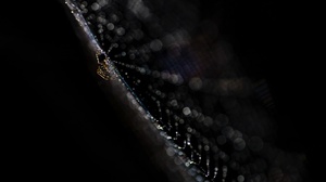 Arachnid Bokeh Macro Spider Spider Web 2399x1522 Wallpaper
