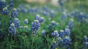 Flowers Texas Bluebonnet Flowers Nature Photography Plants Outdoors Bokeh Leaves Blue 4K Muted Blurr 3840x2160 Wallpaper
