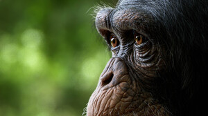 Chimpanzees CGi Animals Mammals Nature 3184x1792 Wallpaper