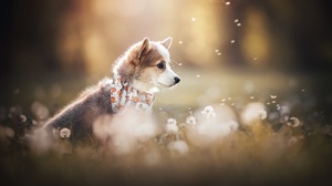 Baby Animal Dandelion Dog Pet 2048x1365 Wallpaper