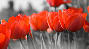 Tulip Flower Orange Flower Selective Color Nature 2048x1157 Wallpaper