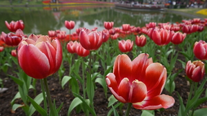 Flowers Plants Tulips Red Flowers Outdoors 5568x3712 Wallpaper