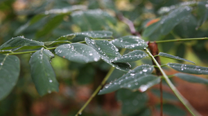 Nature Leaves Dew Depth Of Field Water Drops 5469x3644 Wallpaper