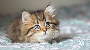 Cute Fluffy Kitten 2048x1463 Wallpaper