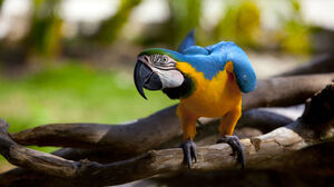 Animal Blue And Yellow Macaw 1920x1200 Wallpaper
