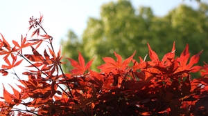 Maple Leaf Leaves Plants Nature Sunlight Red Branch 5184x3456 Wallpaper