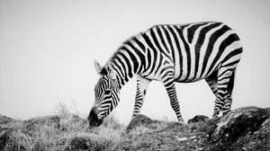 Africa Black Amp White Kenya Maasai Mara National Reserve Wildlife 4078x2636 Wallpaper