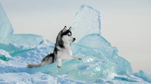 Dog Ice Pet Siberian Husky 1920x1280 Wallpaper