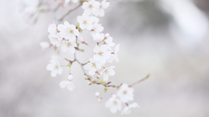 Flowers Cherry Blossom Pastel Depth Of Field 5616x3744 Wallpaper