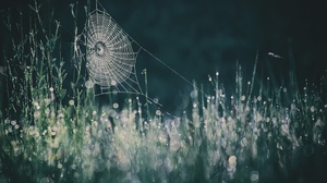 Bokeh Close Up Dew Grass Spider Web 2560x1707 Wallpaper