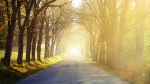 Nature Road Sunny Tree Lined 2048x1365 Wallpaper