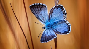 Butterfly Insect Macro Nature Animals 3840x2160 Wallpaper