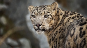 Animal Snow Leopard 2700x1800 Wallpaper