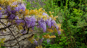 Photography Outdoors Nature Greenery Flowers Leaves Trees Vines Shrubs Plants Wisteria Branch 2048x1365 Wallpaper