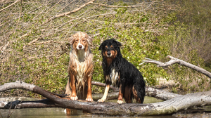 Australian Shepherd Dog Log Pet Stare Water 3000x2000 Wallpaper