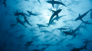 A Perfect Planet TV Series Film Stills Sea BBC Shark Animals 3840x2160 Wallpaper